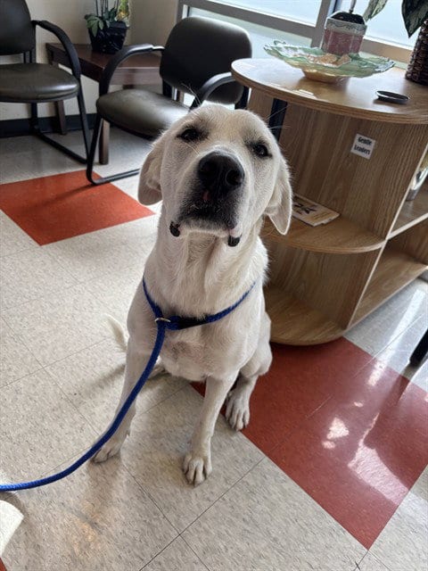 Photo of Lilly, adoptable Labrador Retriever in Plano, Texas