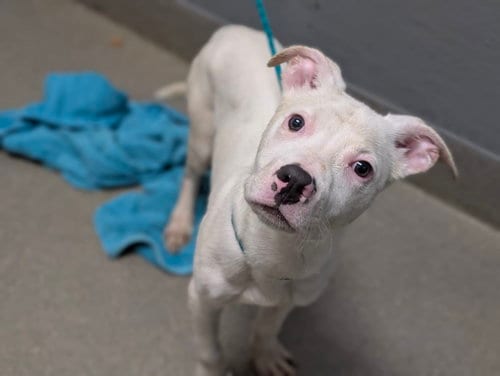 Photo of Speck, adoptable Pit Bull Terrier in Las Vegas, Nevada
