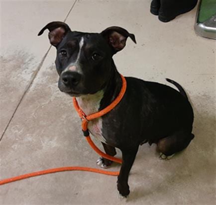 Photo of Pawlene, adoptable Bulldog in Green Cove Springs, Florida