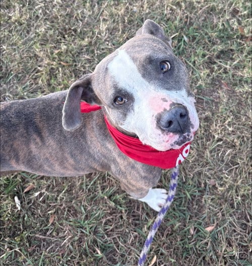 Photo of Pretty Princess FOSTER NEEDED TOO, adoptable American Staffordshire Terrier in Atlanta, Georgia