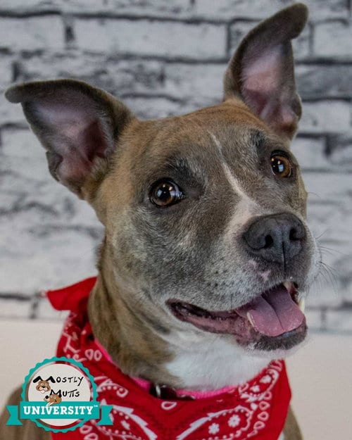 Photo of Glynnis, adoptable Terrier in Kennesaw, Georgia