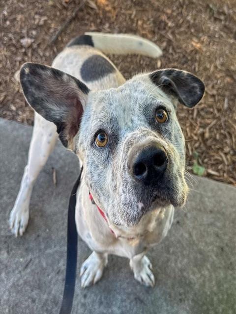 Photo of Spot, adoptable Pit Bull Terrier in Statesville, North Carolina