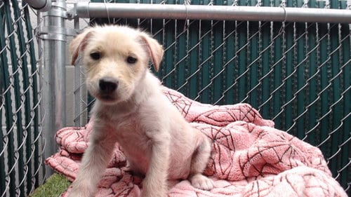 Photo of Sunshine, adoptable Terrier in Downey, California