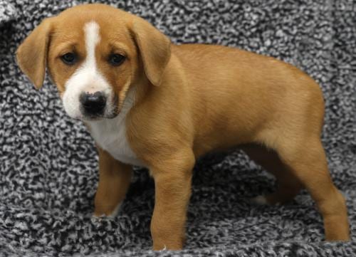 Photo of Anastasia, adoptable Labrador Retriever in Thief River Falls, Minnesota