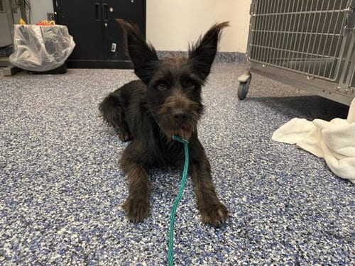 Photo of Kobe, adoptable Terrier in Riverside, California