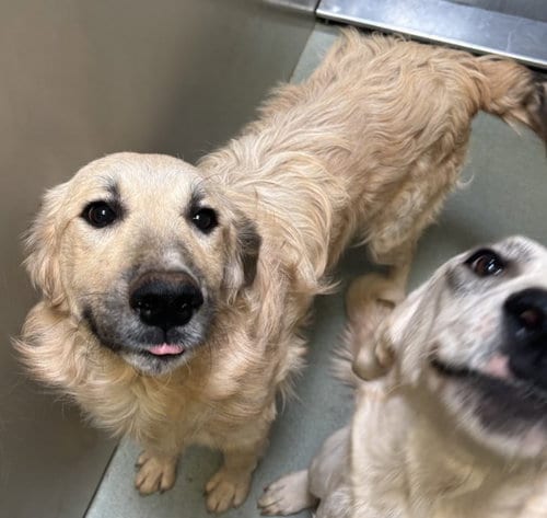Photo of Sally(Sal), adoptable Anatolian Shepherd in Placerville, California