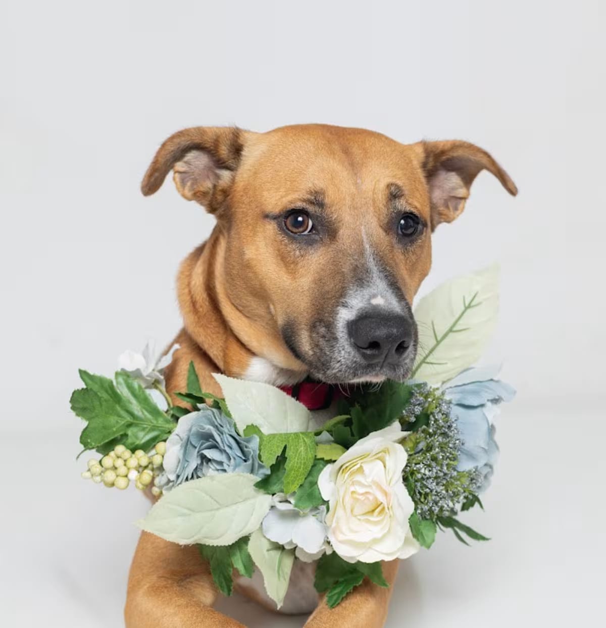 Photo of Bella, adoptable Black Mouth Cur Boxer in Tuscaloosa, Alabama