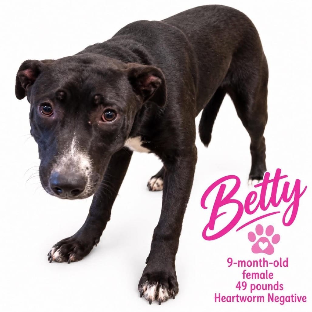 Photo of Betty, adoptable dog