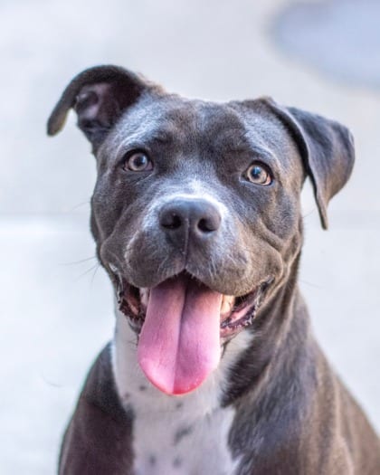 Photo of Prism, adoptable dog in Chamblee, Georgia