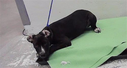 Photo of A2102615, adoptable Labrador Retriever in Houston, Texas