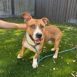Photo of Dutch 4610, adoptable Bull Terrier Boxer in Loxahatchee, Florida
