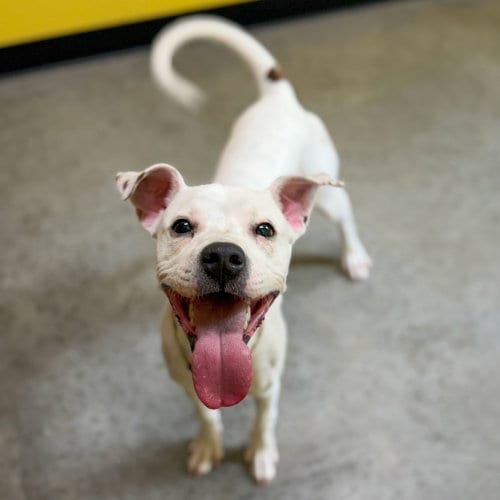 Photo of Stanley Steamer, adoptable Terrier in Sanford, North Carolina