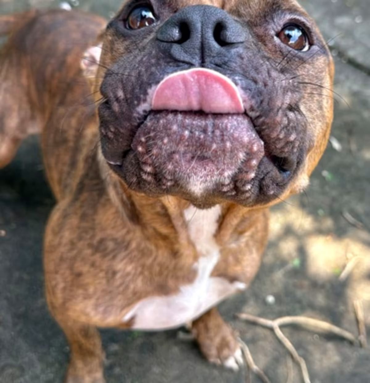 Photo of Tiger, adoptable American Pit Bull Terrier in New Orleans, Louisiana