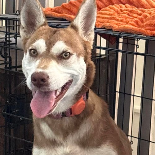 Photo of Brandy, adoptable Unknown breed in Oakland, California