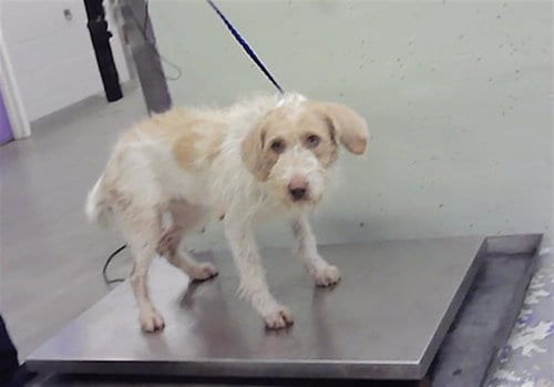 Photo of Molly, adoptable Border Terrier in Houston, Texas