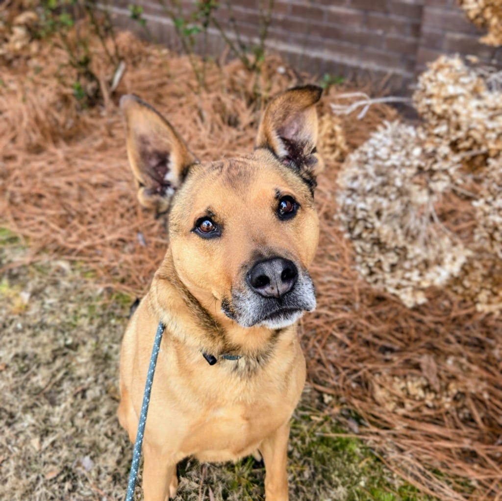 Photo of Pepsi, adoptable Mixed Breed in Douglasville, Georgia