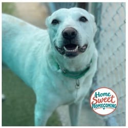 Photo of Melou, adoptable Labrador Retriever Australian Cattle Dog in Lakeland, Florida