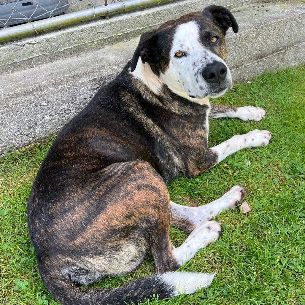 Photo of Big Chungus, adoptable Mixed Breed (Large)