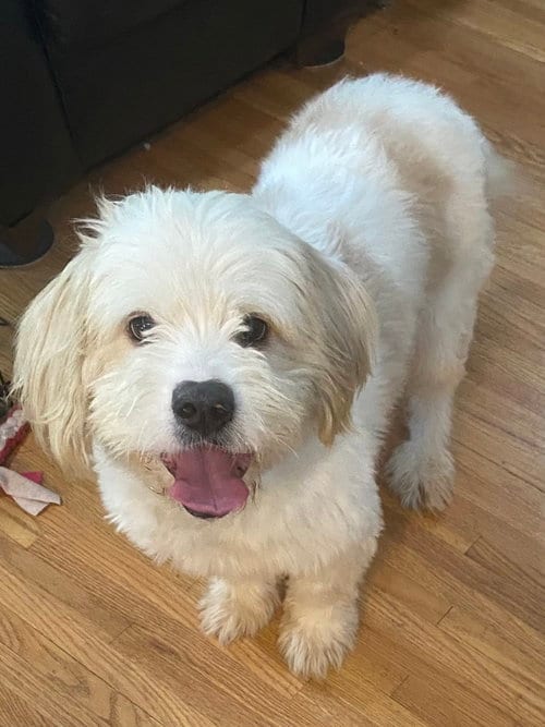Photo of Sully, adoptable Poodle (unknown type) in Tonawanda, New York