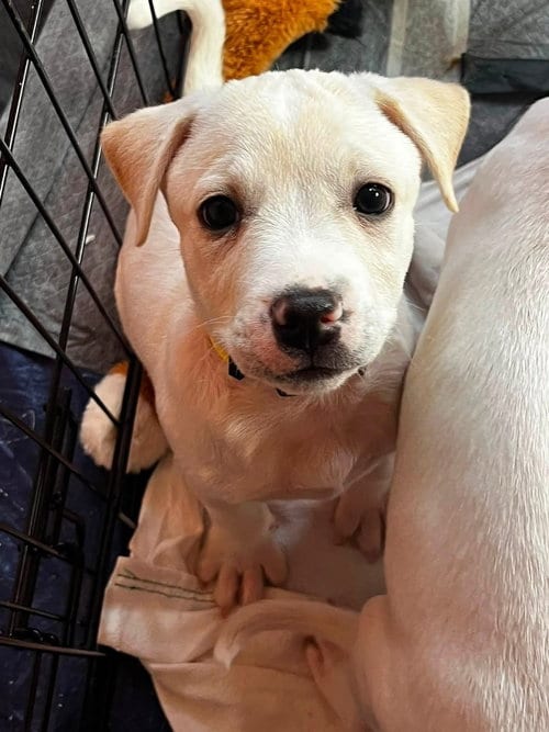 Photo of Piggy Pups : Miss Hogzilla, adoptable Jack Russell Terrier in Aurora, Indiana