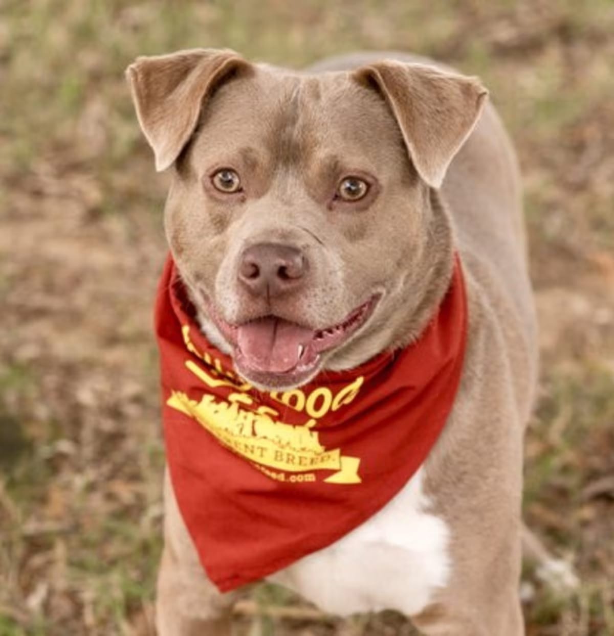 Photo of Max, adoptable American Bulldog in Branford, Connecticut