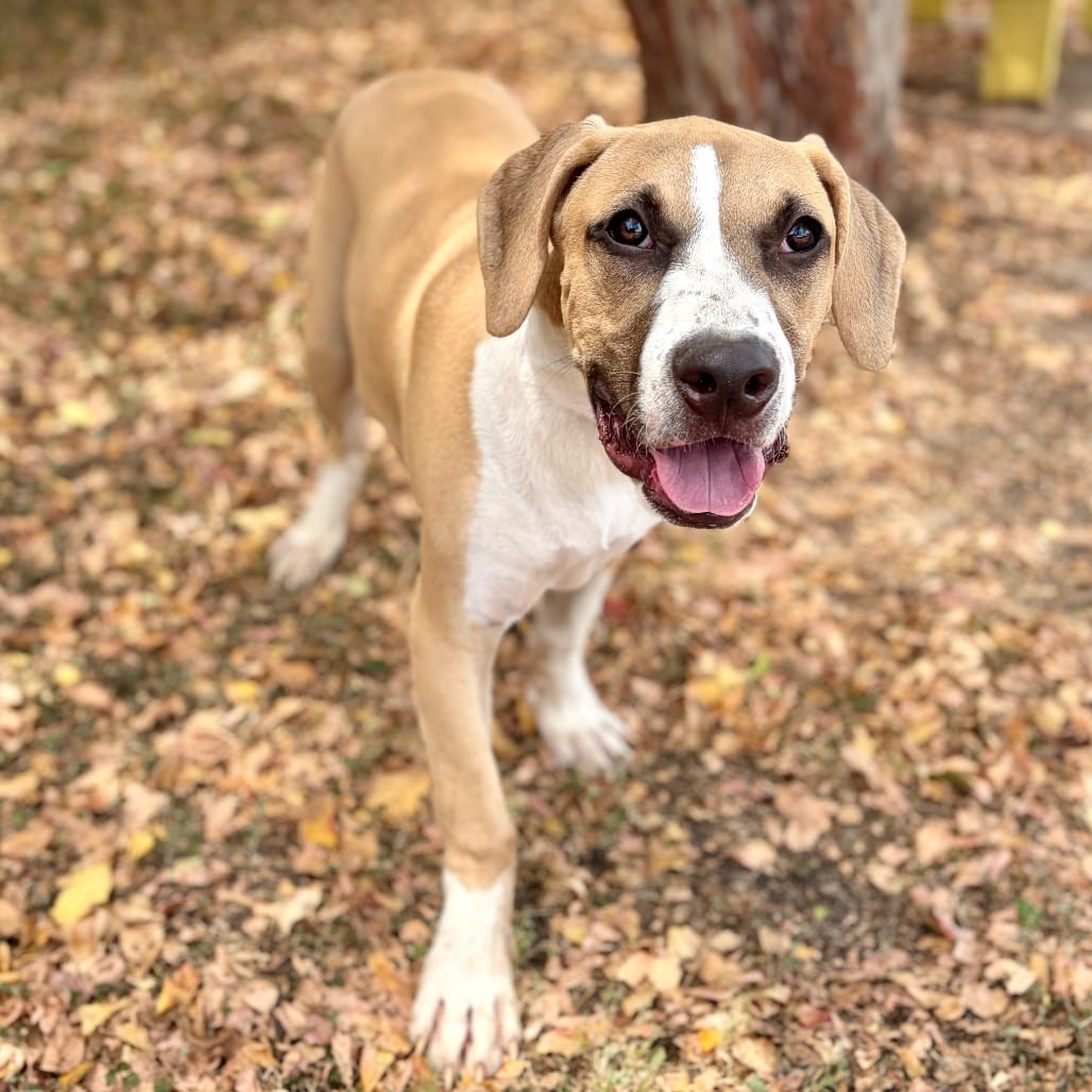 Photo of Butternut Squash 26-05-150, adoptable Terrier / Mixed Breed (Medium) in Bastrop, Texas