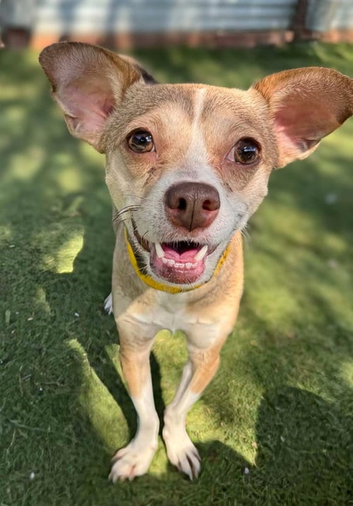 Photo of Chock, adoptable Chihuahua in San Diego, California