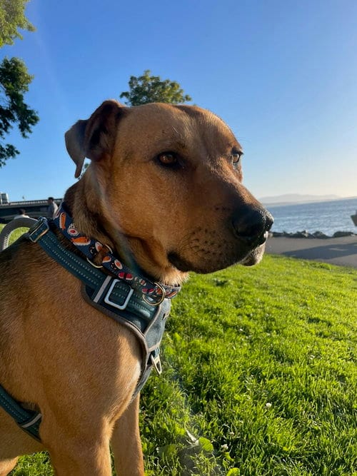 Photo of Ciggy, adoptable Terrier in Bellingham, Washington