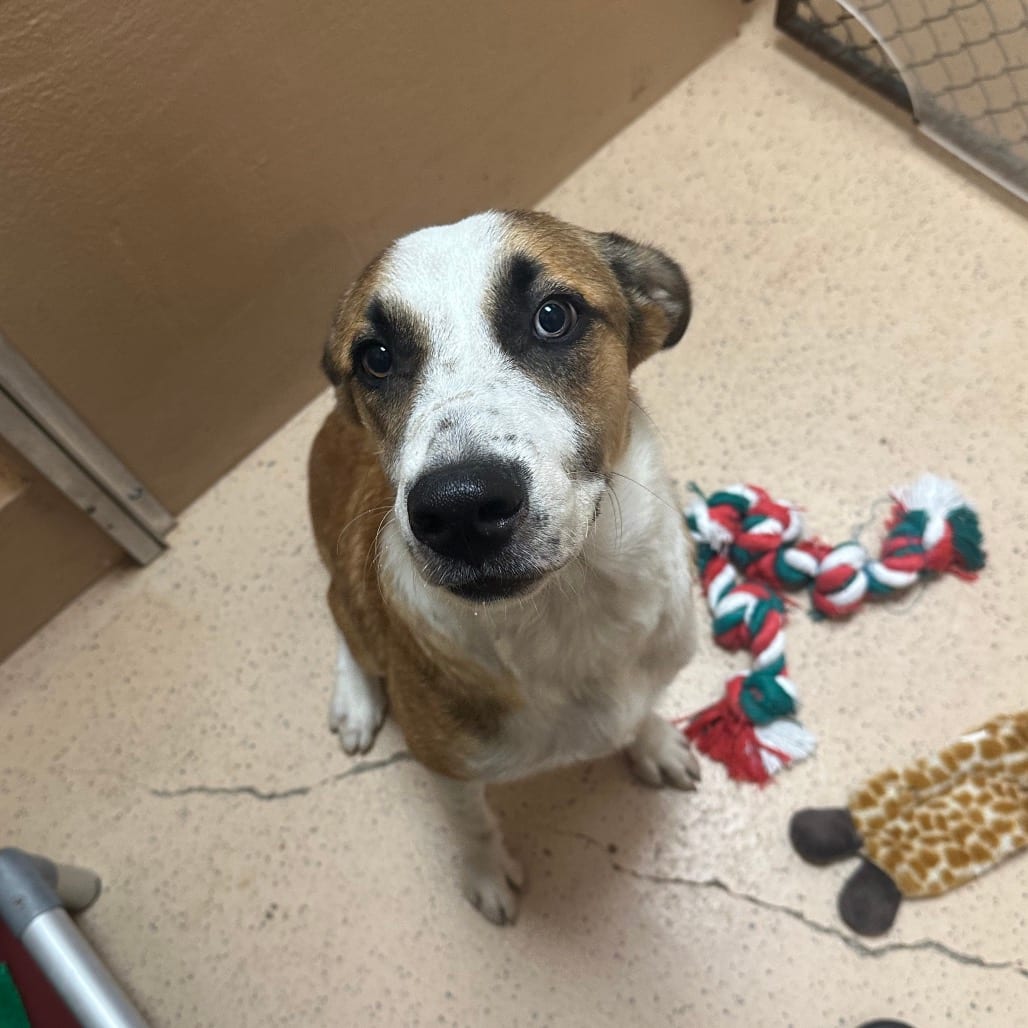 Photo of Bronco, adoptable American Blue Heeler / Mix in Brownsville, Texas