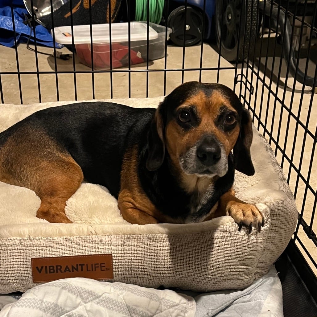Photo of Negan @ Foster, adoptable Mixed Breed (Small) in Summerville, South Carolina