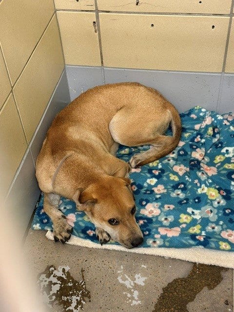 Photo of A2096991, adoptable Staffordshire Bull Terrier in Houston, Texas