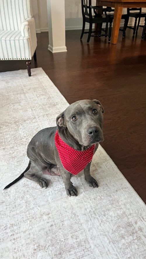 Photo of Cora, adoptable American Pit Bull Terrier in Holly Springs, North Carolina