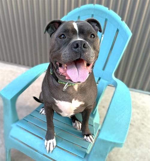 Photo of Panda, adoptable Pit Bull Terrier in Sacramento, California
