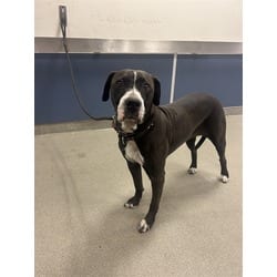 Photo of Kiki, adoptable Terrier (Unknown Type, Medium) in Doral, Florida