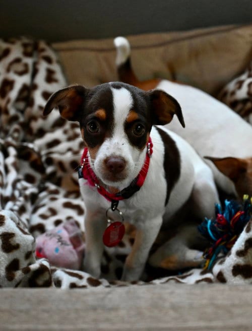 Photo of Wildflower Prairie, adoptable Chihuahua in Wakefield, Rhode Island