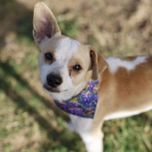 Photo of Chester, adoptable Chihuahua in San Antonio, Texas