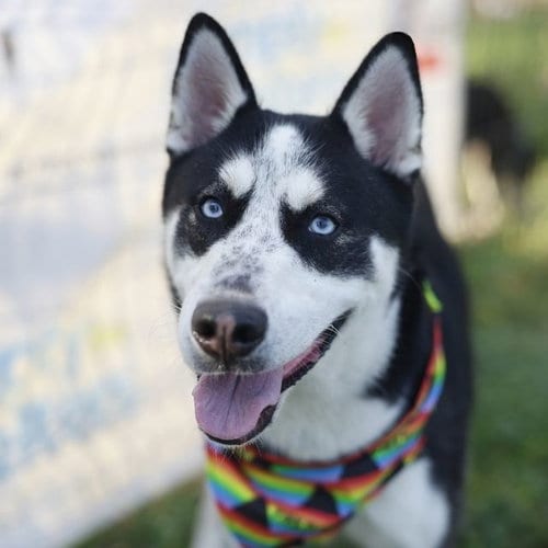 Photo of Juan, adoptable Husky in San Antonio, Texas