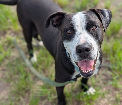 Photo of Chaplin, adoptable American Pit Bull Terrier in Ocala, Florida