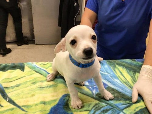 Photo of Ghosty, adoptable Chihuahua in Riverside, California