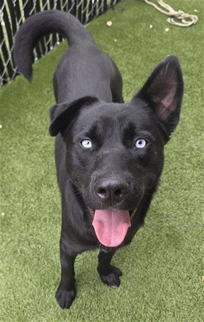 Photo of Castor, adoptable Labrador Retriever in Newton, North Carolina