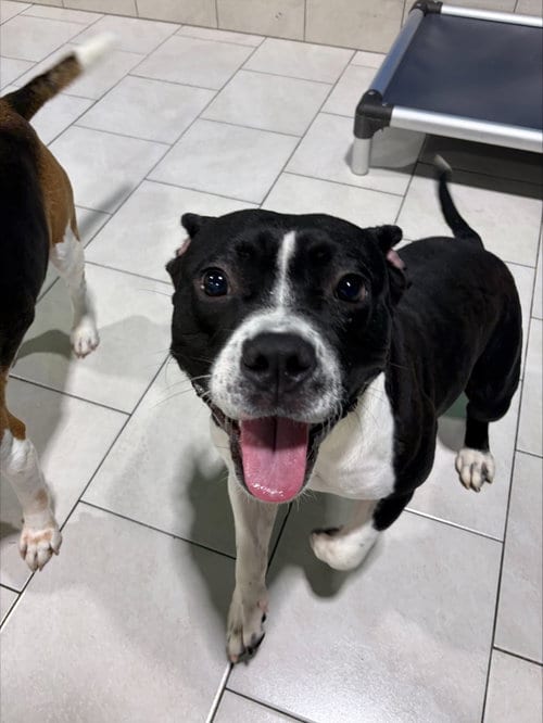 Photo of Yay, adoptable Pit Bull Terrier in Herndon, Virginia