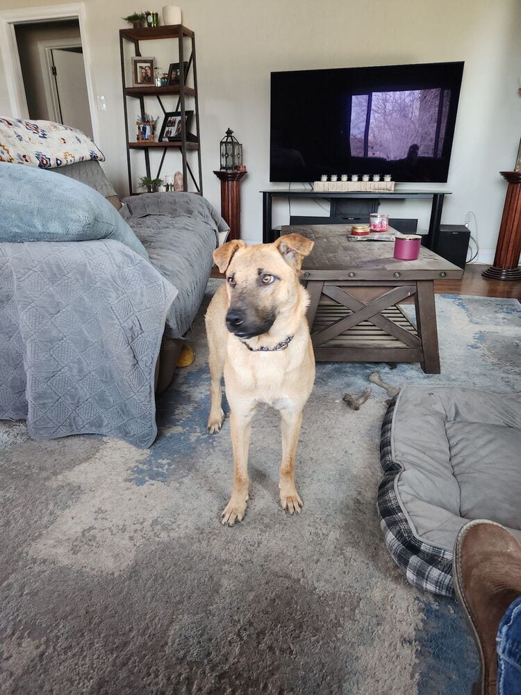 Photo of Dutton, adoptable Shepherd in Dana Point, California