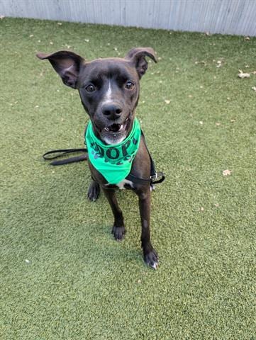Photo of Cinnamon, adoptable Terrier in San Martin, California
