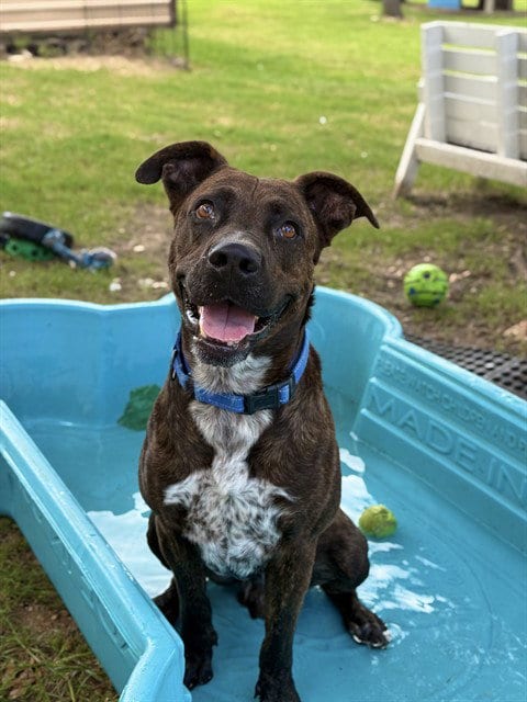 Photo of Donkey, adoptable Staffordshire Bull Terrier in Sugar Land, Texas