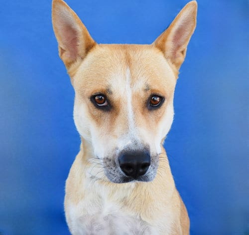 Photo of Ginger, adoptable Carolina Dog in Pasadena, California