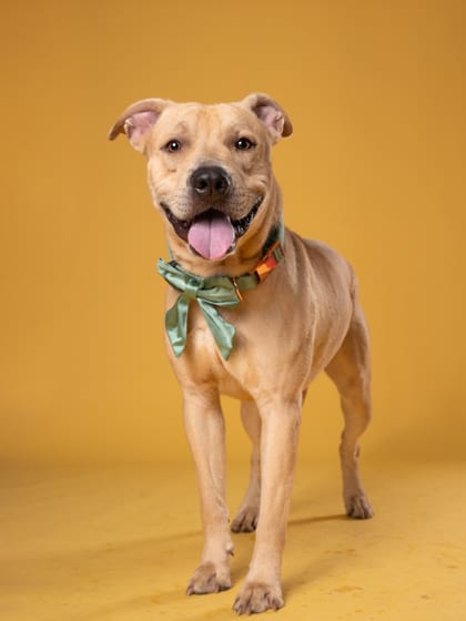 Photo of Crash, adoptable dog in Atlanta, Georgia