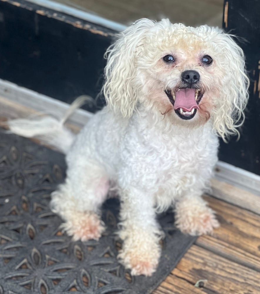 Photo of Toby, adoptable Poodle (Miniature) in Dana Point, California