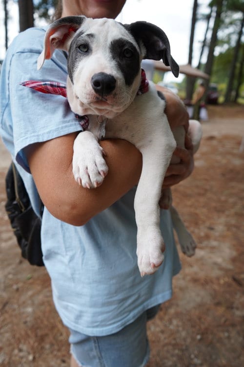 Photo of Zipper - Sewing Litter, adoptable Pit Bull Terrier in Holly Springs, North Carolina