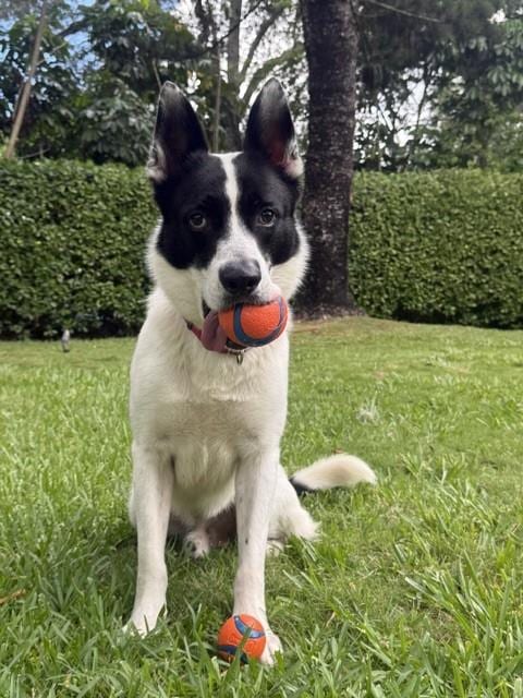 Photo of Frank, adoptable German Shepherd Dog in Miami, Florida