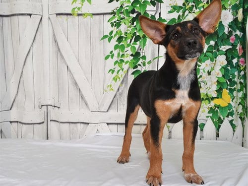 Photo of Symphony, adoptable Queensland Heeler in Oroville, California